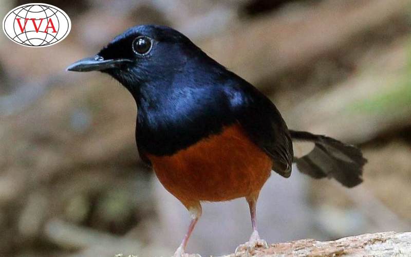 Hình 3: Nuôi chim chích chòe 